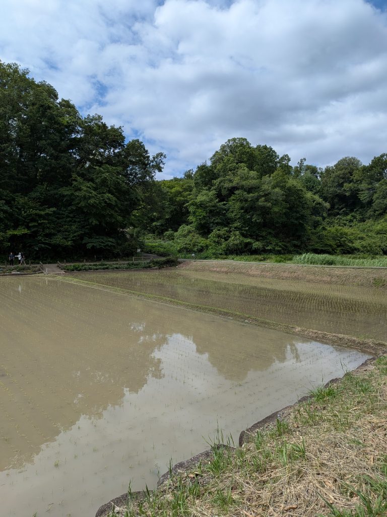 横浜市青葉区鴨志田町の森に囲まれた田植え直後の水田
