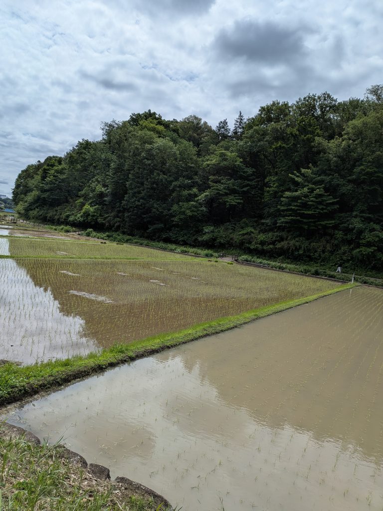 鴨志田町の雑木林に沿って広がる苗を植えた水田