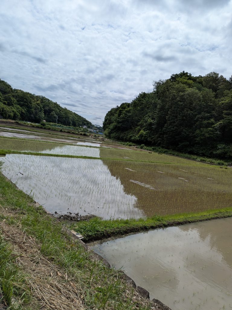 鴨志田町の谷戸に連なる水田と水面に映る曇り空
