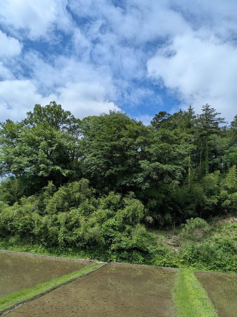 雑木林の斜面の下に並ぶ鴨志田町の水田と畦道